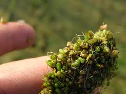 Attēlu rezultāti vaicājumam “Lemna gibba”