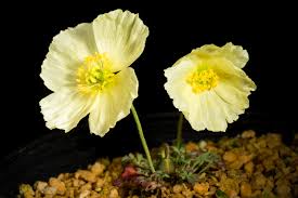 Image result for Papaver nudicaule