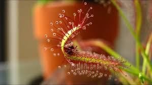 Attēlu rezultāti vaicājumam “Drosera rotundifolia fruit”