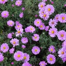 Image result for Aster novi-belgii