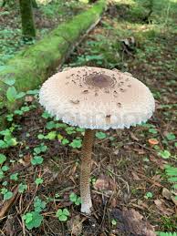 Attēlu rezultāti vaicājumam “Macrolepiota procera”