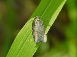 Attēlu rezultāti vaicājumam “Eana incanana”