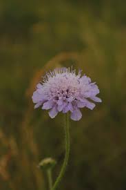 Attēlu rezultāti vaicājumam “Knautia arvensis fruit”