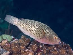 Image result for Chlorurus sordidus