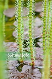 Attēlu rezultāti vaicājumam “Hippuridaceae”