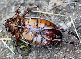 Attēlu rezultāti vaicājumam “Dytiscus dimidiatus”