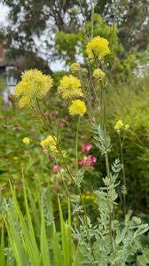 Attēlu rezultāti vaicājumam “Thalictrum flavum”