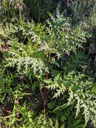 Attēlu rezultāti vaicājumam “Phacelia tanacetifolia leaf”