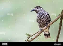 Attēlu rezultāti vaicājumam “Nucifraga caryocatactes adult”