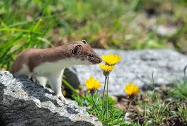 Attēlu rezultāti vaicājumam “Mustela erminea adult”