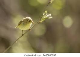 Attēlu rezultāti vaicājumam “Phylloscopus trochilus nest”