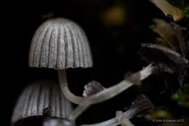 Attēlu rezultāti vaicājumam “Coprinus disseminatus”