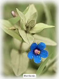 Image result for Anagallis arvensis