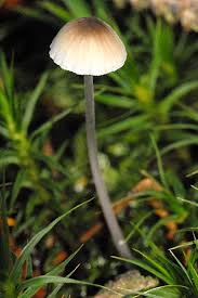 Attēlu rezultāti vaicājumam “Mycena filopes”