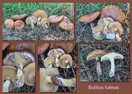 Attēlu rezultāti vaicājumam “Suillus luteus”
