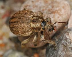 Attēlu rezultāti vaicājumam “Philopedon plagiatum”