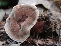 Attēlu rezultāti vaicājumam “Hydnellum sp.”