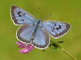 Attēlu rezultāti vaicājumam “Phengaris arion underside”