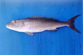 Image result for Aprion virescens