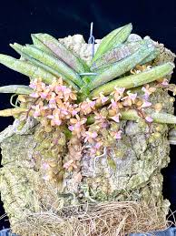 Attēlu rezultāti vaicājumam “Heterotrichia oerstedii (syn. Arcyria oerstedii) stalked”