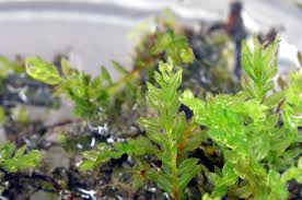 Attēlu rezultāti vaicājumam “Mnium hornum”