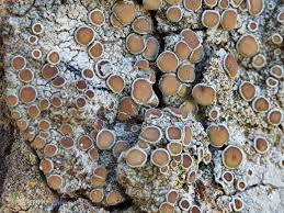 Attēlu rezultāti vaicājumam “Lecanora chlarotera”