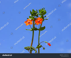 Attēlu rezultāti vaicājumam “Anagallis arvensis leaf”