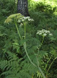 Attēlu rezultāti vaicājumam “Conioselinum tataricum”