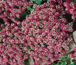 Attēlu rezultāti vaicājumam “Lobularia maritima”