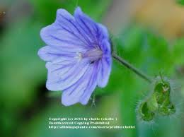 Attēlu rezultāti vaicājumam “Geranium bohemicum”
