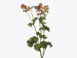 Attēlu rezultāti vaicājumam “Ranunculus brunnescens”