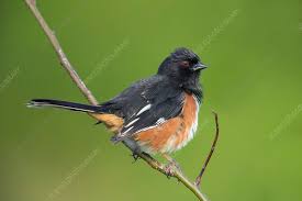 Image result for Pipilo erythrophthalmus