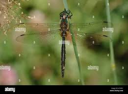 Attēlu rezultāti vaicājumam “Somatochlora flavomaculata”