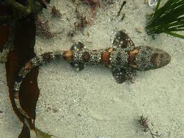 Image result for Haploblepharus pictus