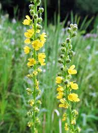 Attēlu rezultāti vaicājumam “Agrimonia pilosa flower”