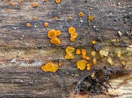 Attēlu rezultāti vaicājumam “Dacrymyces stillatus”