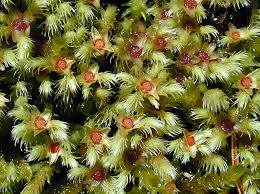 Attēlu rezultāti vaicājumam “Philonotis calcarea”