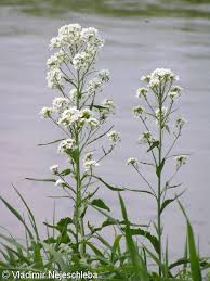 Attēlu rezultāti vaicājumam “Armoracia rusticana”