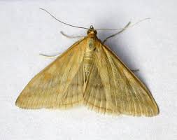 Attēlu rezultāti vaicājumam “Sitochroa verticalis”