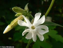 Attēlu rezultāti vaicājumam “Silene latifolia subsp. alba flower”