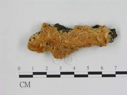 Attēlu rezultāti vaicājumam “Oxyporus corticola”