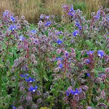 Attēlu rezultāti vaicājumam “Borago officinalis leaf”