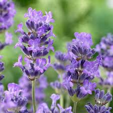 Attēlu rezultāti vaicājumam “Lavandula angustifolia leaf”