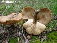 Image result for Melanoleuca rasilis var. pseudoluscina