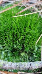 Attēlu rezultāti vaicājumam “Dicranales”