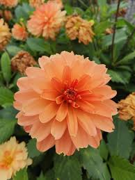 Image result for Dahlia x pinnata `Redskin`
