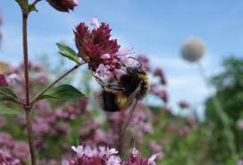 Attēlu rezultāti vaicājumam “Origanum vulgare bud”