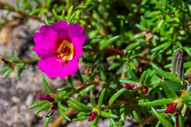 Attēlu rezultāti vaicājumam “Portulaca oleracea leaf”