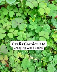 Attēlu rezultāti vaicājumam “Oxalis corniculata”