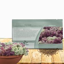 Attēlu rezultāti vaicājumam “Anthyllis maritima leaf”